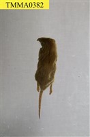臭鼩藏品圖，第8張